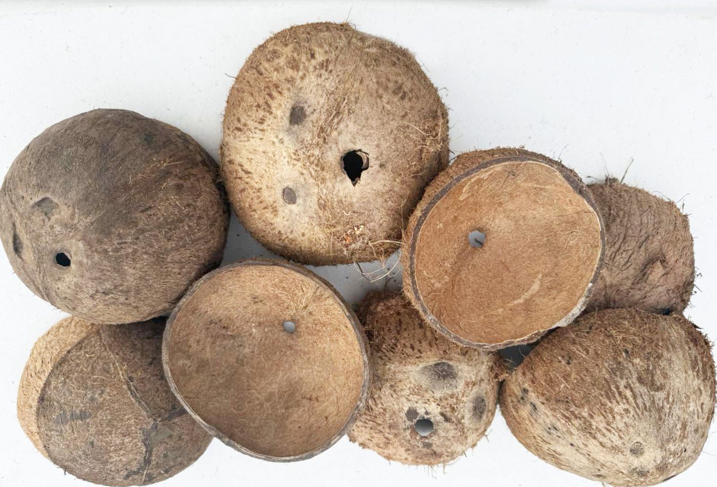 Coconut shell, controlled sourcing